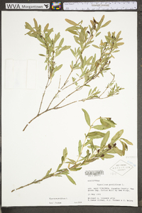 Hypericum prolificum image