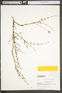 Hypericum prolificum image