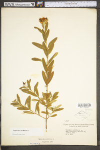 Hypericum prolificum image