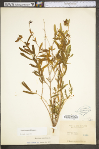 Hypericum prolificum image