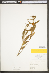 Hypericum prolificum image