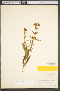 Hypericum prolificum image