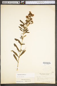 Hypericum prolificum image