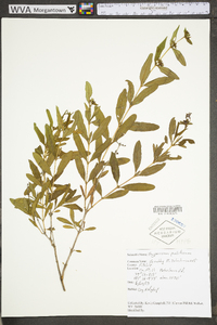 Hypericum prolificum image