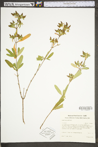 Hypericum prolificum image