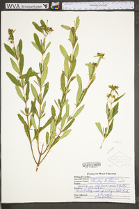 Hypericum prolificum image