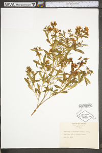 Hypericum prolificum image