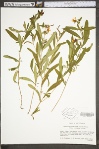 Hypericum prolificum image