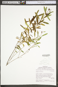 Hypericum prolificum image