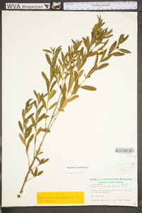 Hypericum prolificum image