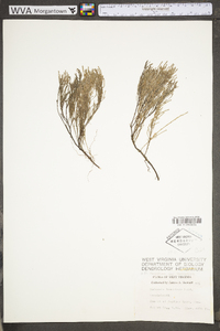 Hudsonia tomentosa image