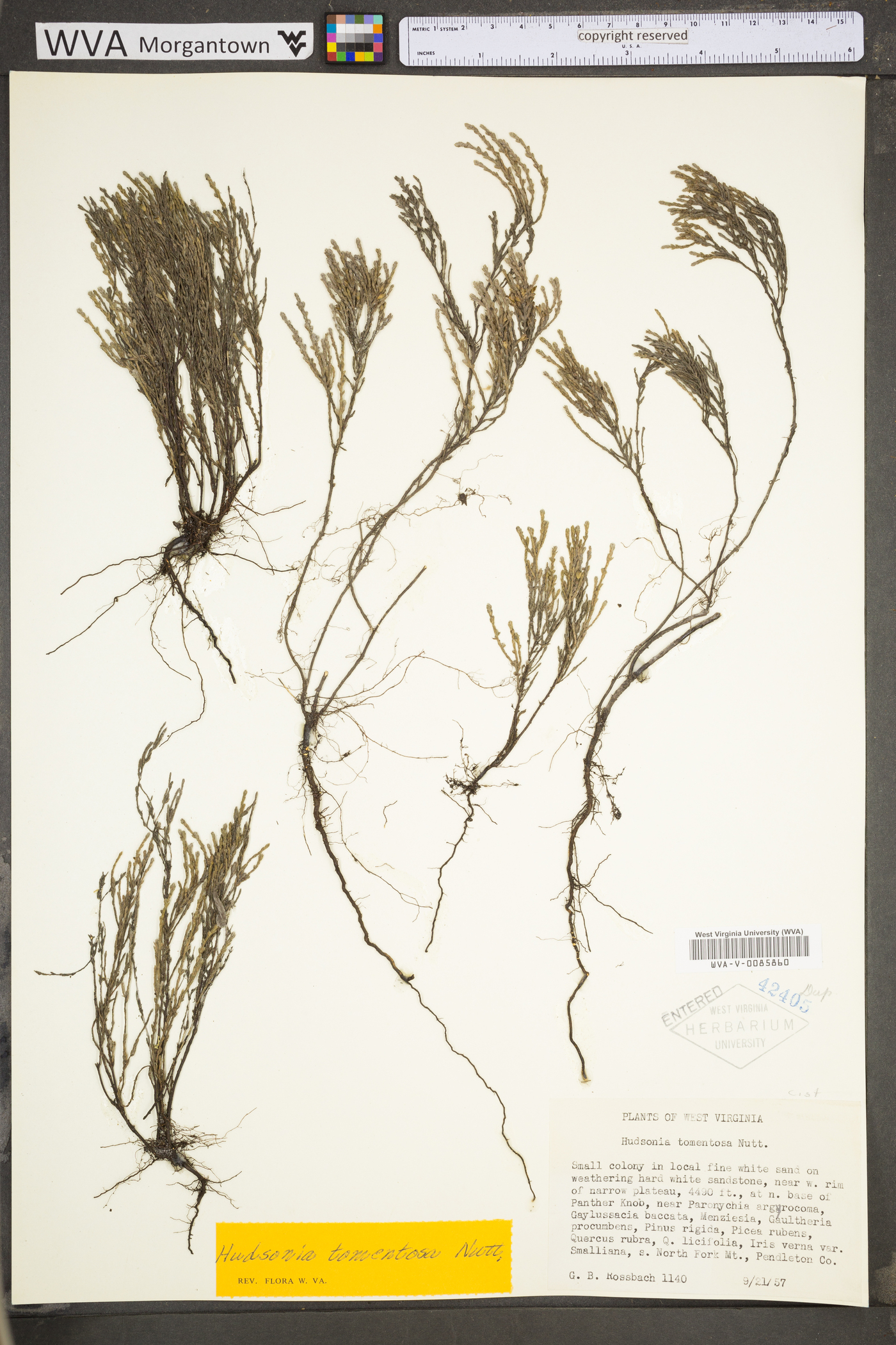 Hudsonia tomentosa var. tomentosa image