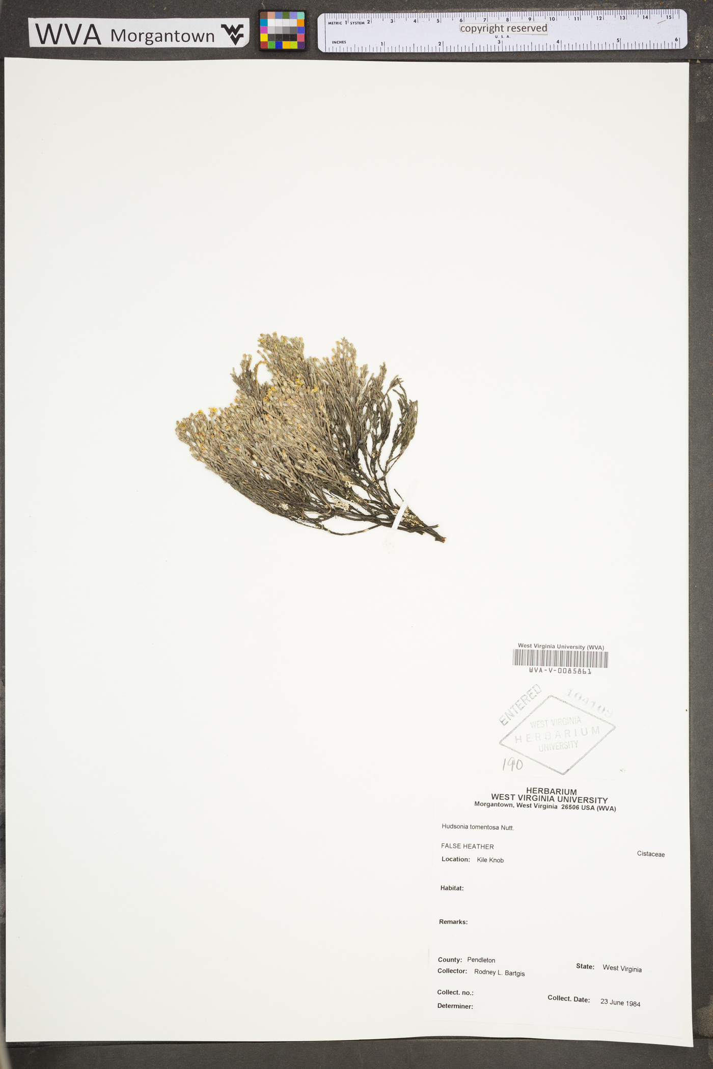 Hudsonia tomentosa var. tomentosa image