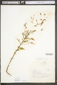 Lechea mucronata image