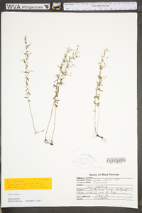 Lechea mucronata image