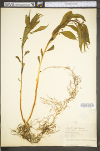 Cubelium concolor image