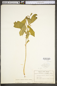 Cubelium concolor image