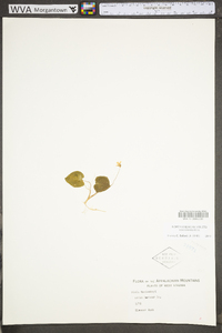 Viola macloskeyi subsp. pallens image