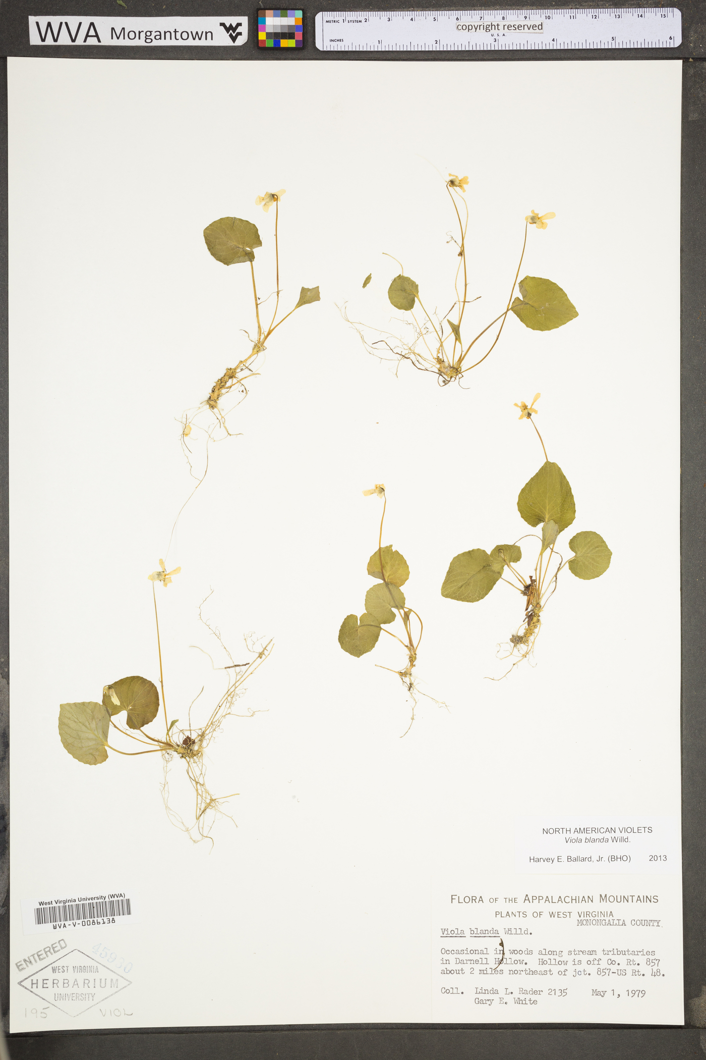 Viola blanda var. blanda image