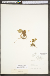 Viola blanda var. blanda image