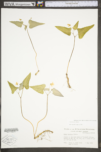 Viola hastata image