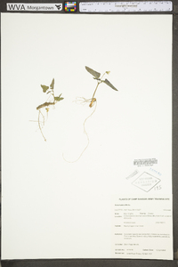 Viola hastata image