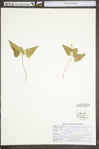 Viola hastata image