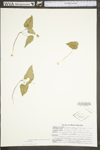 Viola hastata image