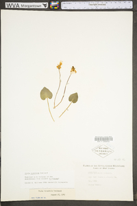 Viola hirsutula image