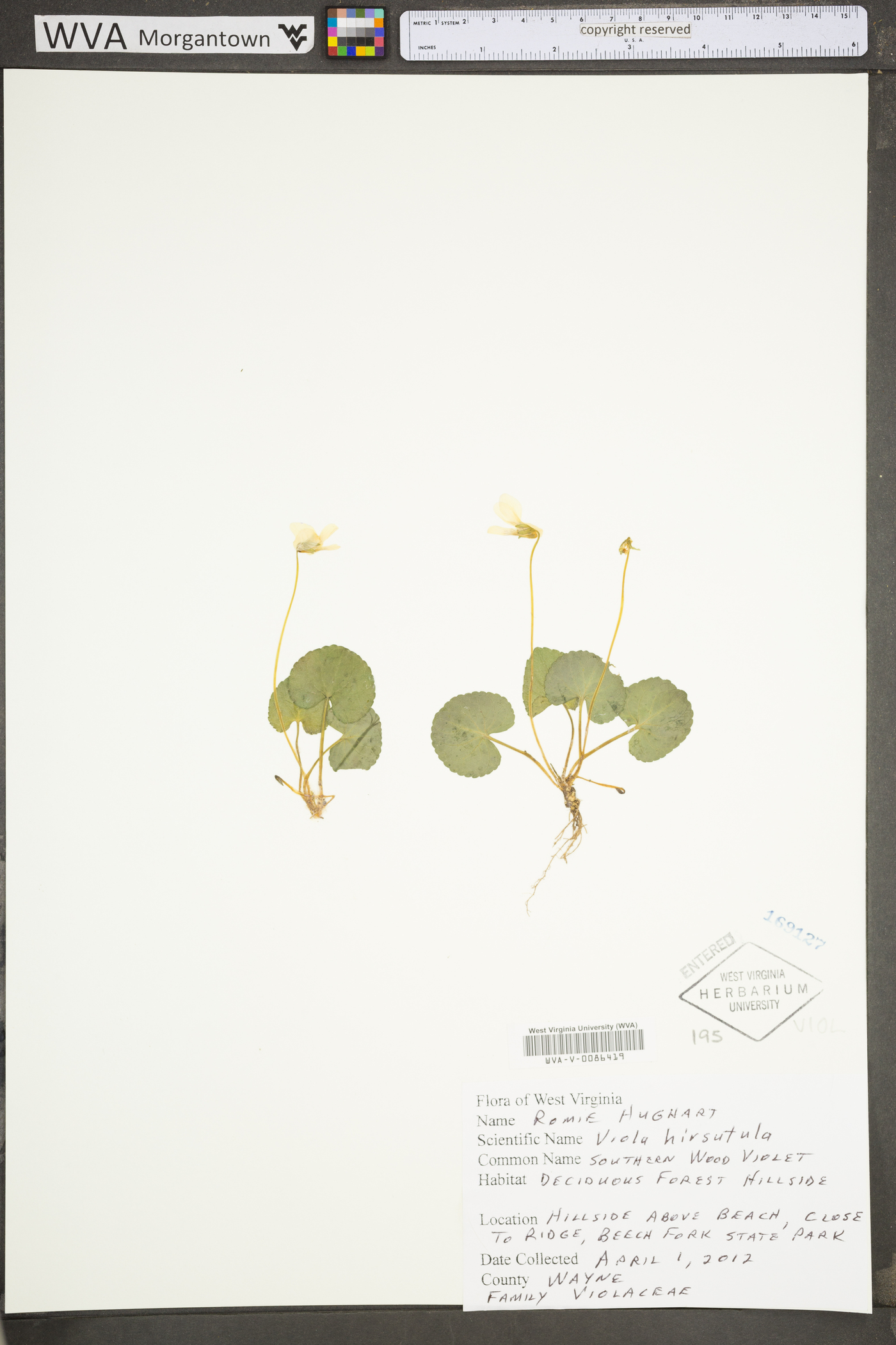 Viola hirsutula image