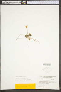 Viola hirsutula image