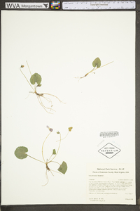 Viola hirsutula image