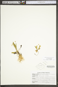 Viola lanceolata subsp. lanceolata image