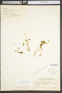 Viola macloskeyi subsp. pallens image