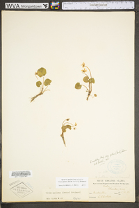 Viola macloskeyi subsp. pallens image