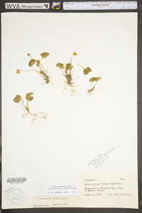 Viola macloskeyi subsp. pallens image