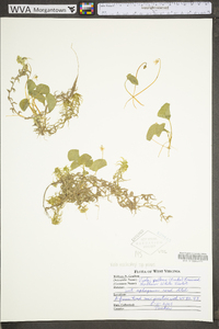 Viola macloskeyi subsp. pallens image