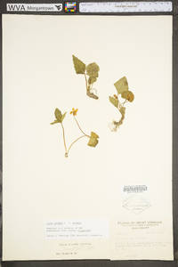 Viola macloskeyi subsp. pallens image