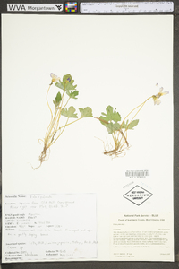 Viola palmata image