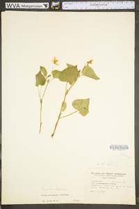 Viola pubescens var. pubescens image