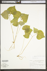 Viola pubescens var. pubescens image