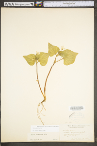 Viola pubescens var. pubescens image