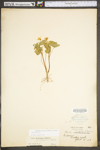 Viola pubescens var. scabriuscula image