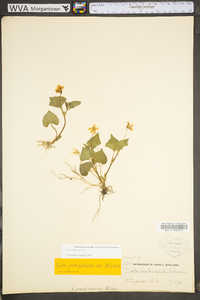 Viola pubescens var. scabriuscula image