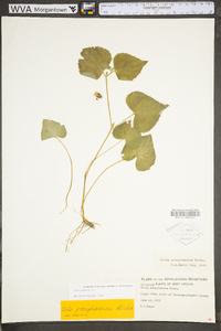 Viola pubescens var. scabriuscula image