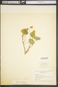 Viola pubescens var. pubescens image