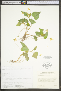 Viola pubescens var. scabriuscula image