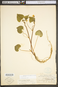 Viola pubescens var. scabriuscula image