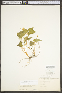 Viola pubescens var. scabriuscula image