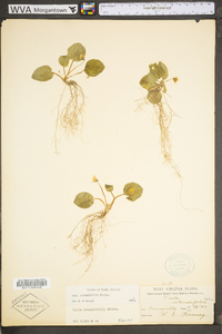 Viola rotundifolia image